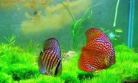 七彩神仙魚的繁殖方法是什么?