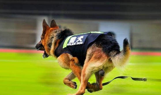 警犬訓練基地訓狗
