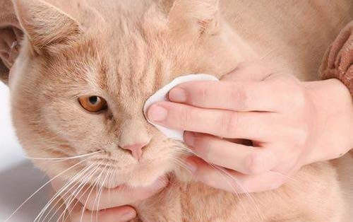 貓咪外耳炎癥狀及治療