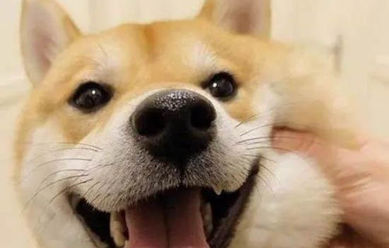 柴犬如何訓練大小便