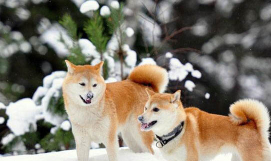 秋田犬有哪些優缺點