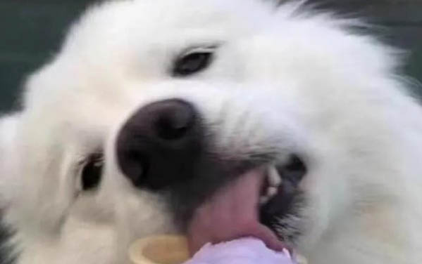 狗夏天嘔吐的原因有哪些