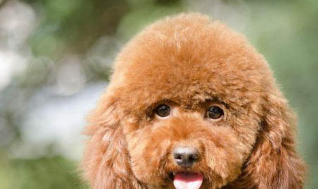泰迪犬瘟初期癥狀是什么