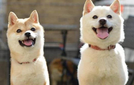 布列塔尼犬坐月子注意事項