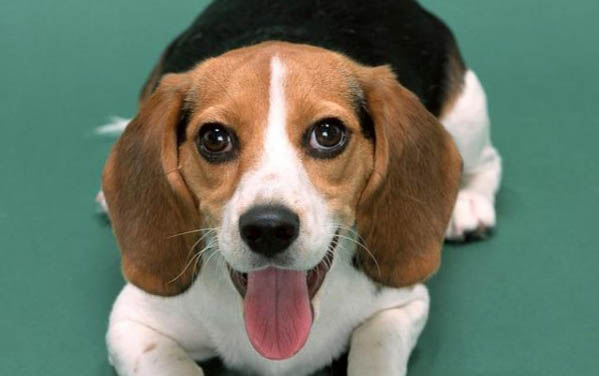 小鹿犬價格一般多少錢一只