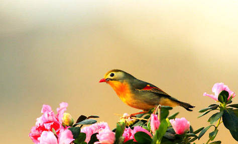 相思鳥如何區(qū)分雌雄