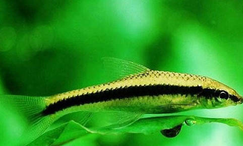 孔雀魚有哪些防跳缸措施