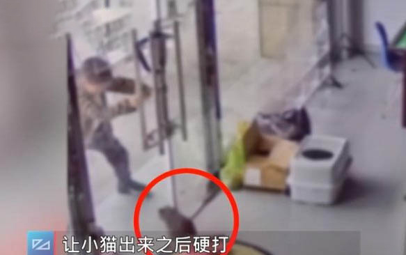 兩個貓咪剛見面怎么辦