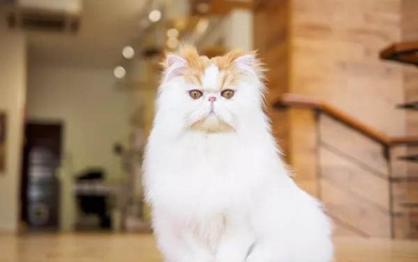小貓能吃雞蛋么