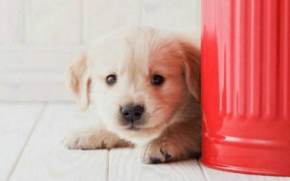 幼犬要多久才能長大成型