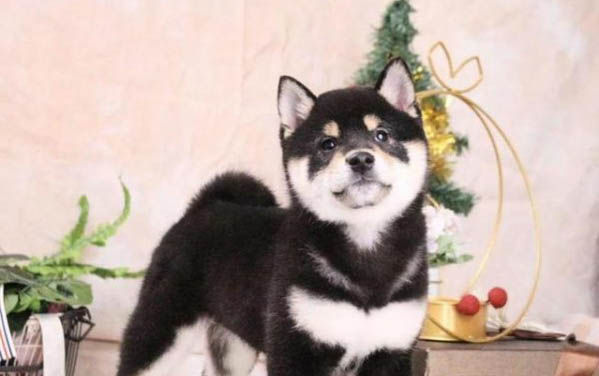 狗狗兩天不吃東西怎么辦