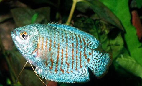 麗麗魚為什么咬其他魚?