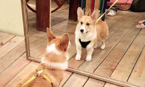狗狗鼻子下面潰爛
