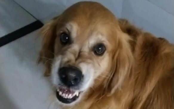 如何幫狗狗量體溫