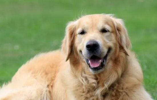 怎么看金毛犬純不純