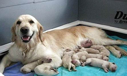如何養拉布拉多幼犬