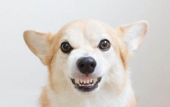 狗狗皮膚病有哪些