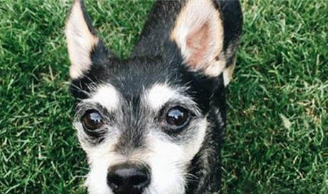狗狗多久打一次狂犬疫苗啊
