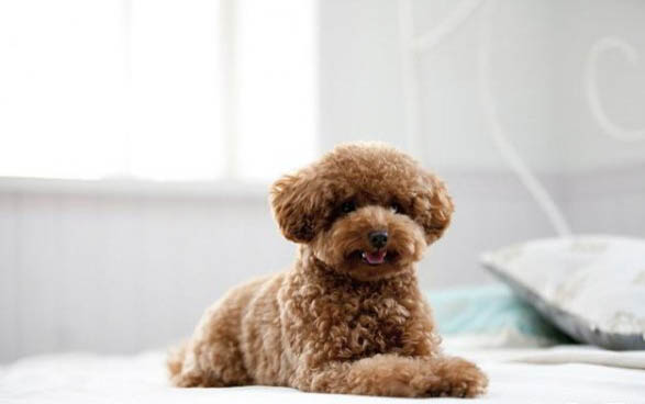 泰迪犬和比熊犬哪個好養