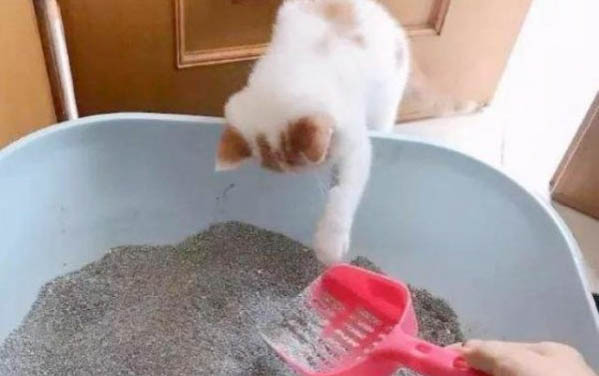 小貓口炎可能治愈嗎