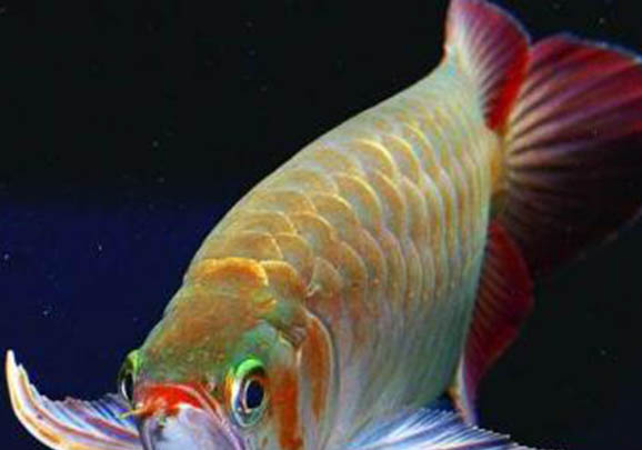 澳洲星點龍魚值得養么