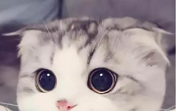 兩個月的小貓可以吃蛋黃嗎?