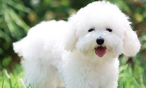 比熊犬淚痕的產(chǎn)生原因及處理方法