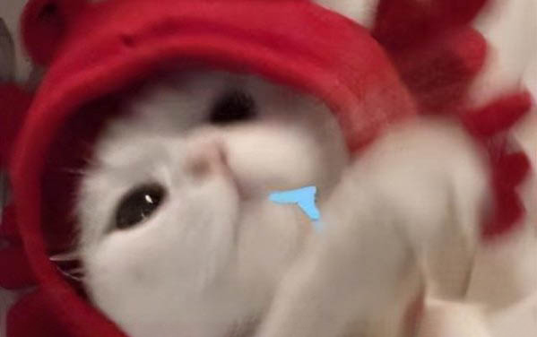 小貓吐了什么原因?