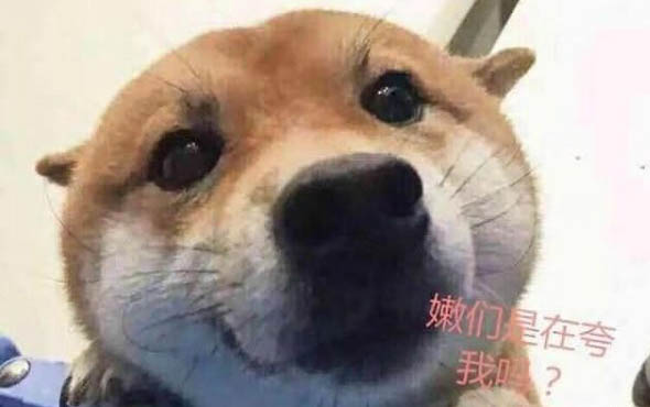 狗狗撕扯狗窩的原因及處理方法