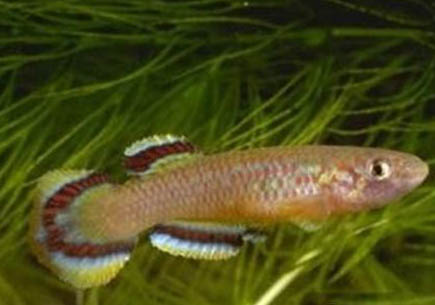 釣魚(yú)如何選擇釣竿