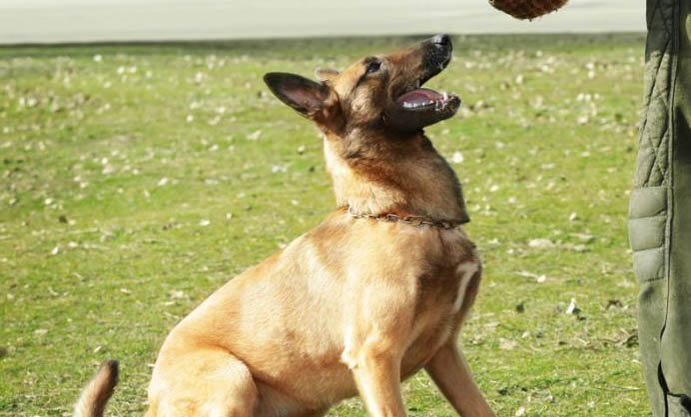 怎么樣看馬犬血統純不純呢