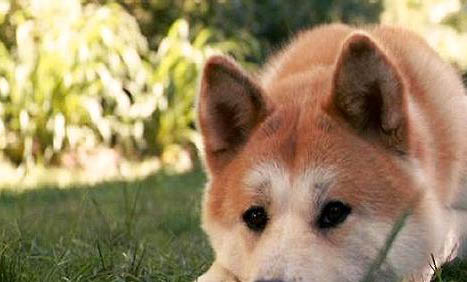 日本秋田犬怎么樣好養嗎