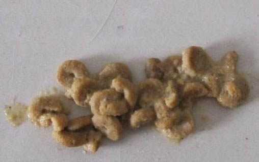 貓腸胃炎好轉有哪些跡象