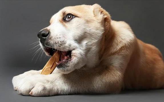 狗狗能吃魚嗎怕魚刺嗎