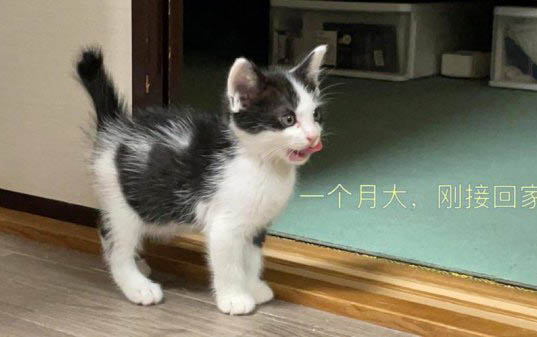 2個月的小貓有貓癬怎么辦？