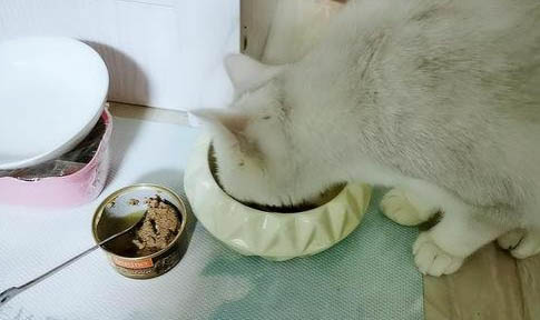 貓后腰兩側凹陷
