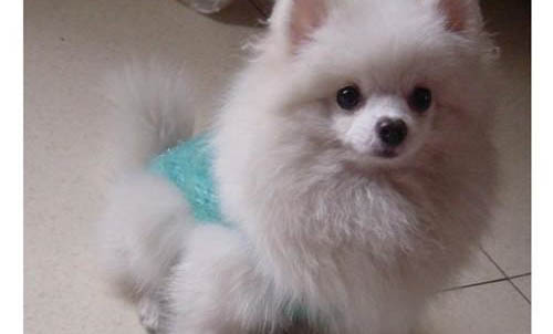 博美犬和泰迪哪個好