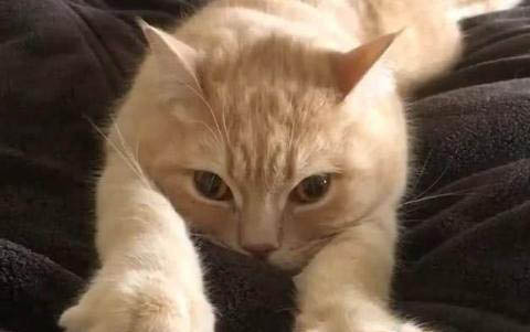 小貓不拉屎肚子特別鼓