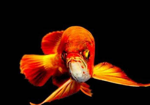 六角恐龍魚幾天喂一次
