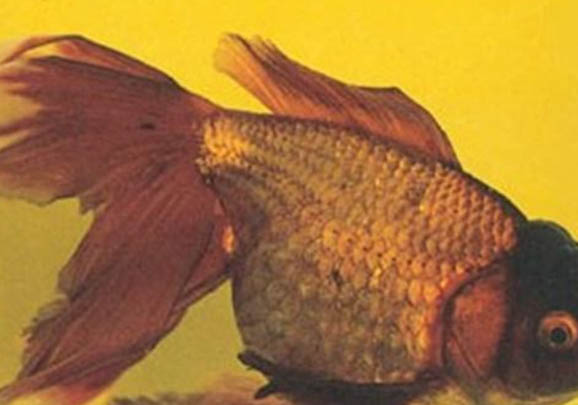 金魚的壽命一般多少年