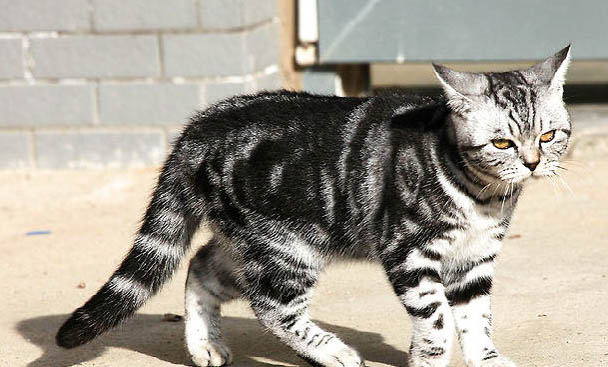 虎斑貓飼養注意事項