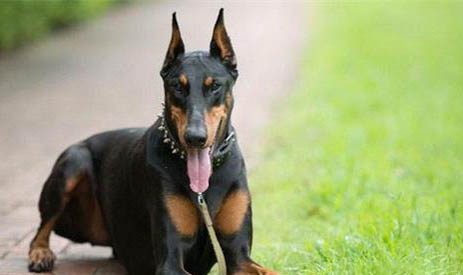 德國杜賓犬突然不愛吃東西的原因是什么