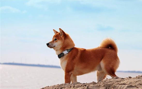 犬八聯疫苗都是什么