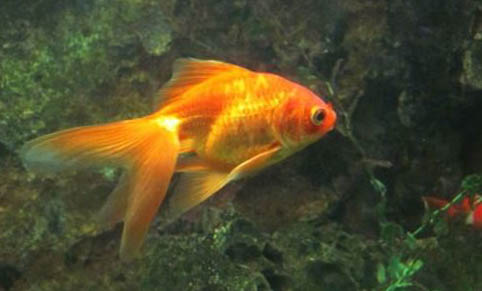 冬天陰天適合釣鯽魚嗎