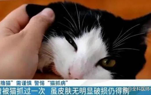 小貓咪拉肚子了怎么辦呢