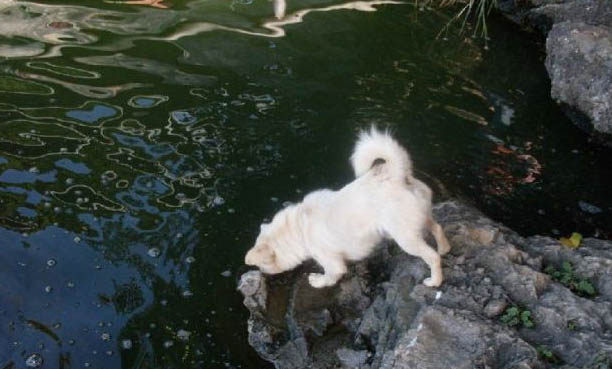 狗狗吐白色液體是什么原因