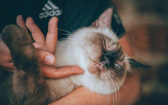 貓咪一直拉稀能吃能喝怎么辦