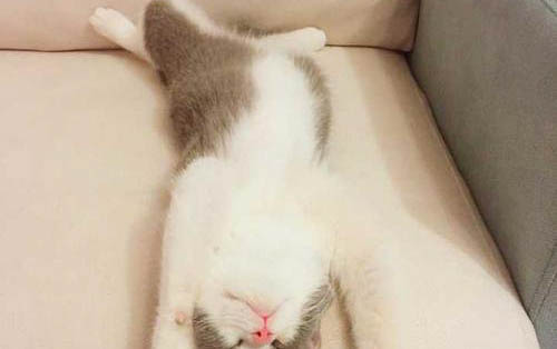 怎么才能讓貓不爬窗簾