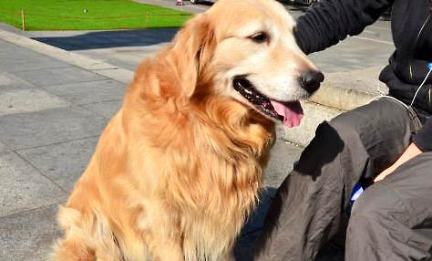 金毛屬于中型犬還是大型犬