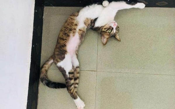 兩個月小貓能吃雞蛋嗎